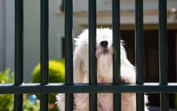 White,Maltese,Dog,Behind,Metal,Bars,Of,Fence,Door,Waiting