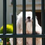 Protecting Your Pets From Outside Threats – The Importance Of A Secure Fence